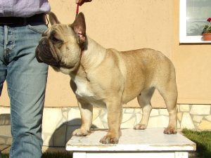 bézs francia bulldog szuka