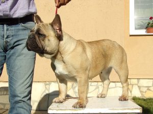Tőzegkúti Avocado bézs francia bulldog szuka