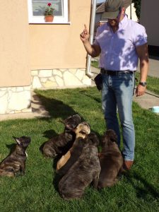 bézs és csíkos francia bulldog szuka, csíkos francia bulldog kan