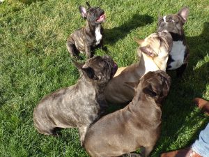 bézs és csíkos francia bulldog szuka, csíkos francia bulldog kan