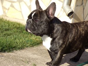 csíkos francia bulldog kan