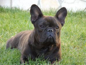 csíkos francia bulldog szuka
