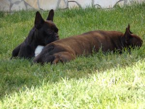 csíkos francia bulldog szuka