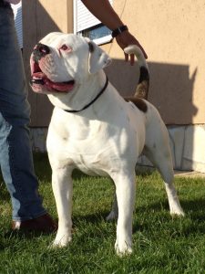 tigriscsíkos-foltos amerikai bulldog kan