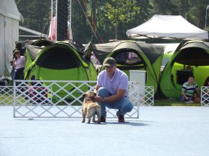 Tőzegkúti Avocado bézs francia bulldog szuka