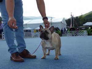 Tőzegkúti Avocado bézs francia bulldog szuka