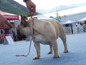Tőzegkúti Avocado bézs francia bulldog szuka