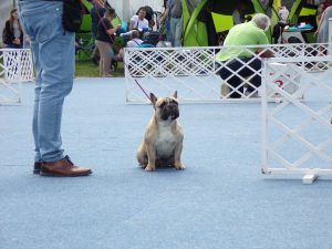 Tőzegkúti Avocado bézs francia bulldog szuka