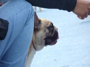 Tőzegkúti Avocado bézs francia bulldog szuka