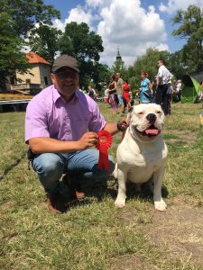 tigriscsíkos-foltos amerikai bulldog kan