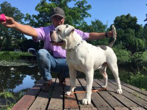 tigriscsíkos-foltos amerikai bulldog kan