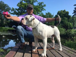tigriscsíkos-foltos amerikai bulldog kan