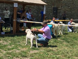 tigriscsíkos-foltos amerikai bulldog kan