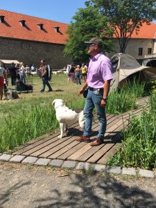 tigriscsíkos-foltos amerikai bulldog kan