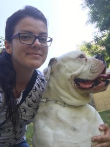 tigriscsíkos-foltos amerikai bulldog kan