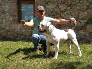 tigriscsíkos-foltos amerikai bulldog kan