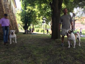 tigriscsíkos-foltos amerikai bulldog kan
