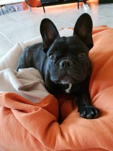 csíkos francia bulldog szuka