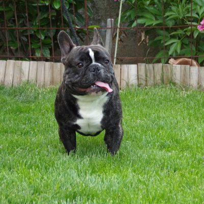 csíkos francia bulldog kan