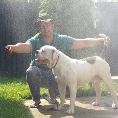 tigriscsíkos-foltos amerikai bulldog kan