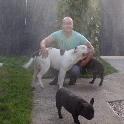 tigriscsíkos-foltos amerikai bulldog kan