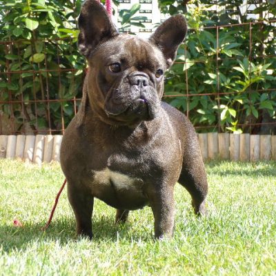 csíkos francia bulldog szuka