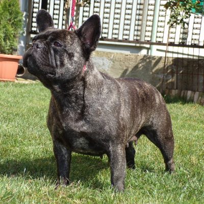 csíkos francia bulldog szuka