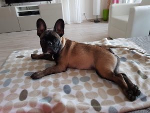 sötét bézs francia bulldog szuka