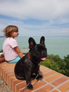 csíkos francia bulldog szuka