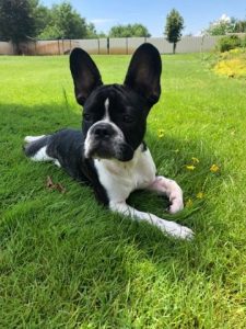 csíkos-foltos francia bulldog kan