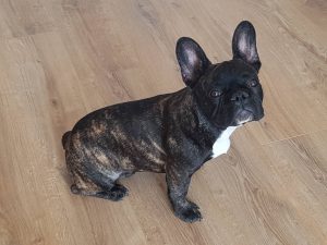 csíkos francia bulldog kan
