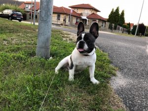 foltos francia bulldog kan