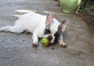 foltos francia bulldog szuka