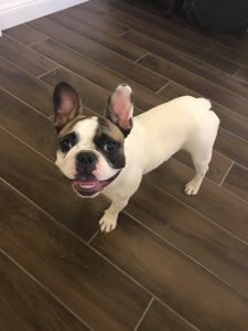 foltos francia bulldog szuka