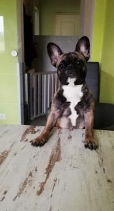 sötét bézs francia bulldog szuka
