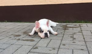 foltos francia bulldog szuka