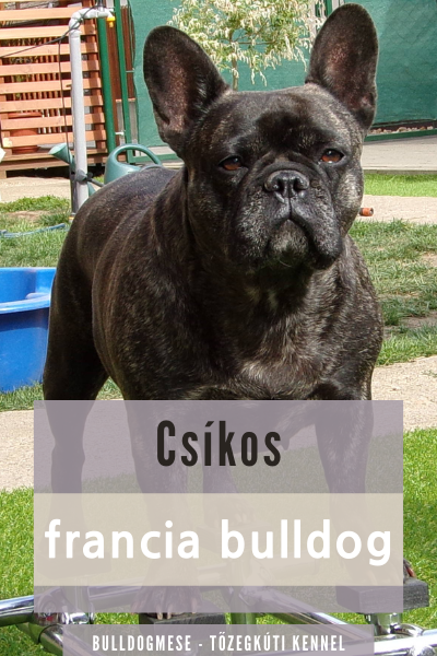 csíkos francia bulldog