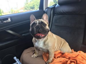 bézs francia bulldog szuka