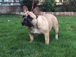 bézs francia bulldog szuka