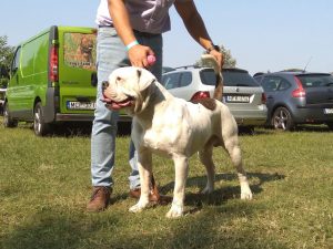 tigriscsíkos-foltos amerikai bulldog kan