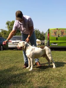 tigriscsíkos-foltos amerikai bulldog kan