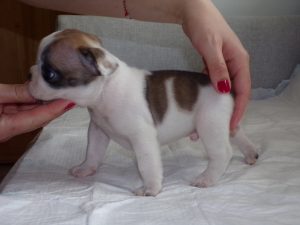 eladó foltos francia bulldog kiskutya