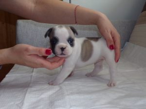eladó foltos francia bulldog kiskutya