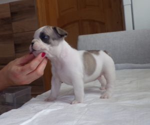 eladó foltos francia bulldog kiskutya