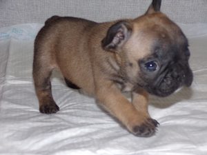 eladó sötét bézs francia bulldog kiskutya