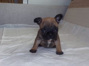 eladó sötét bézs francia bulldog kiskutya