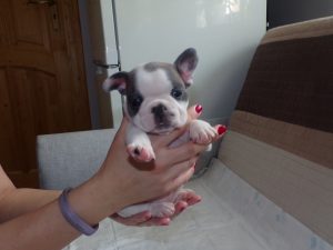 eladó foltos francia bulldog kiskutya