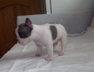 eladó foltos francia bulldog kiskutya