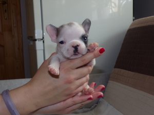eladó foltos francia bulldog kiskutya