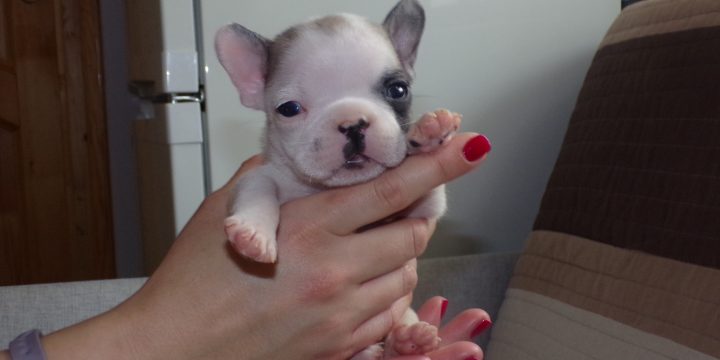 Eladó francia bulldog kiskutyák
